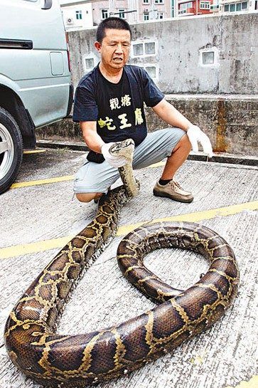 香港多处发现蛇踪迹 逾120岁百斤巨蟒被活擒(