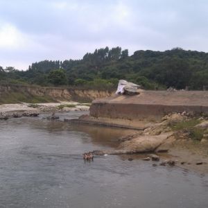 电白陂坝垮塌3年政府无力修 7000亩田无水灌