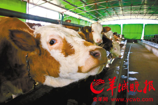 全国牛肉价格持续大涨 多因素竟使广东养牛难
