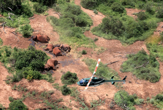 航拍图曝光肯尼亚大象遭毒杀象牙被拔惨景