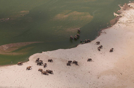 航拍图曝光肯尼亚大象遭毒杀象牙被拔惨景