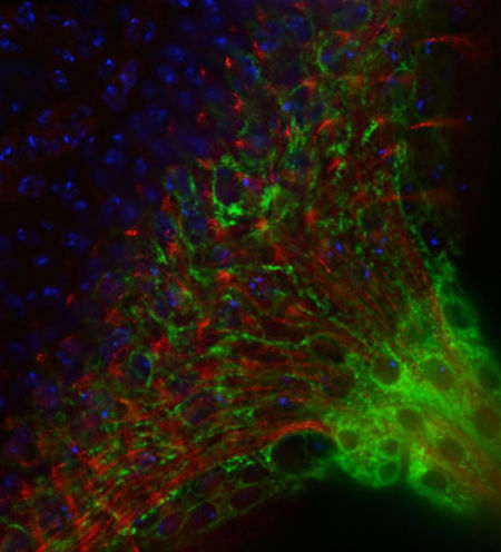 显微镜下的细胞成像之美 有助治疗疾病_新浪中