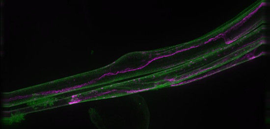 显微镜下的细胞成像之美 有助治疗疾病_新浪中