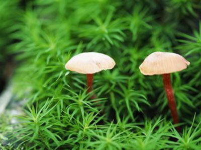 5种方法教你如何识别有毒蘑菇_新浪佛山