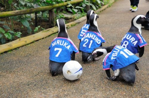 日本举办企鹅世界杯 萌货带球过人技巧高|日本