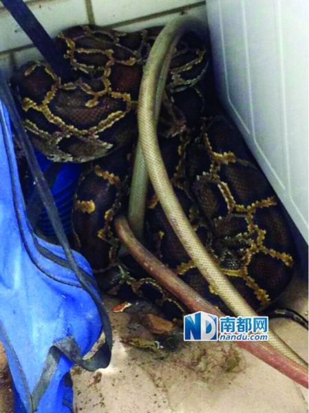 女子去阳台晾衣服发现巨型蟒蛇 3米多长1人抬