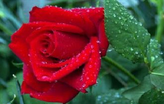 爱情的象征--玫瑰花