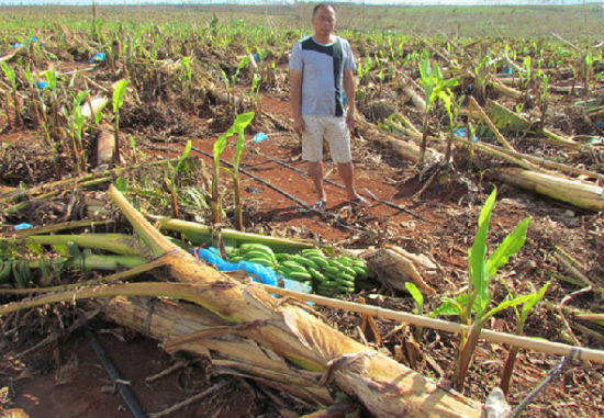 雷州四百亩香蕉园惨遭台风袭击 经济损失严重