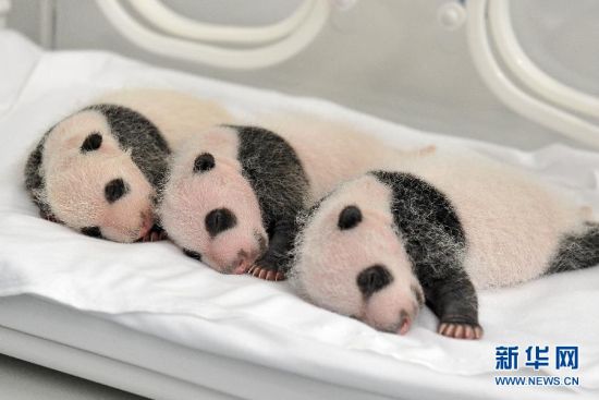 三胞胎大熊猫满月成长记 向全球征集名字_新浪