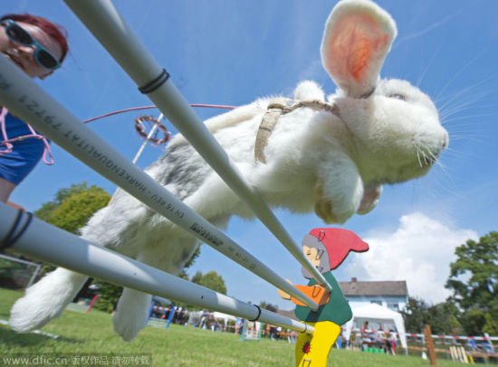 德国举办兔子跨栏比赛 萌态十足滑稽可爱_新浪