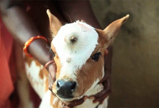 印度小牛额头长第三只眼被村民奉为神明_新浪