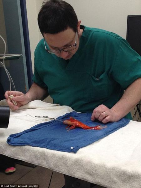澳洲动物医院为10岁金鱼做高难度脑瘤手术_新