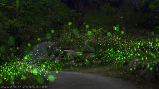 数千只萤火虫发出迷人的光亮，在森林中舞蹈，让整座森林都闪闪发光。