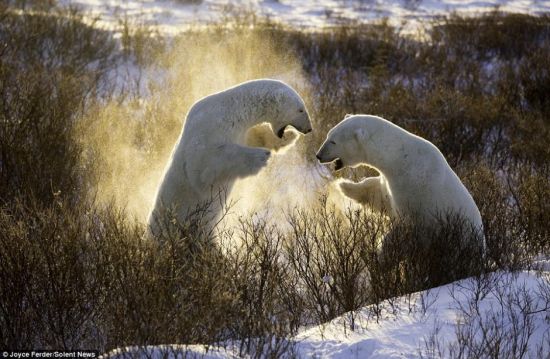 两头北极熊冰天雪地里练习摔跤_新浪清远