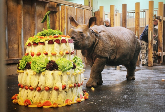 捷克动物园制作超级蔬菜蛋糕为小犀牛庆生_新