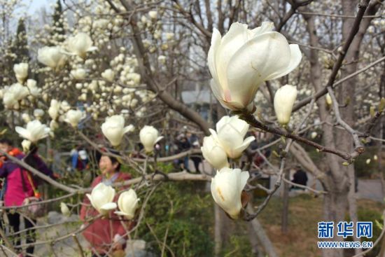 济南市百花公园数千棵白玉兰开始绽放
