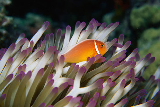 探索全球最大最长珊瑚礁群 大堡礁旅游攻略|全