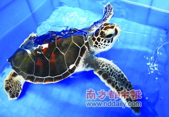海龟宝宝广州历险